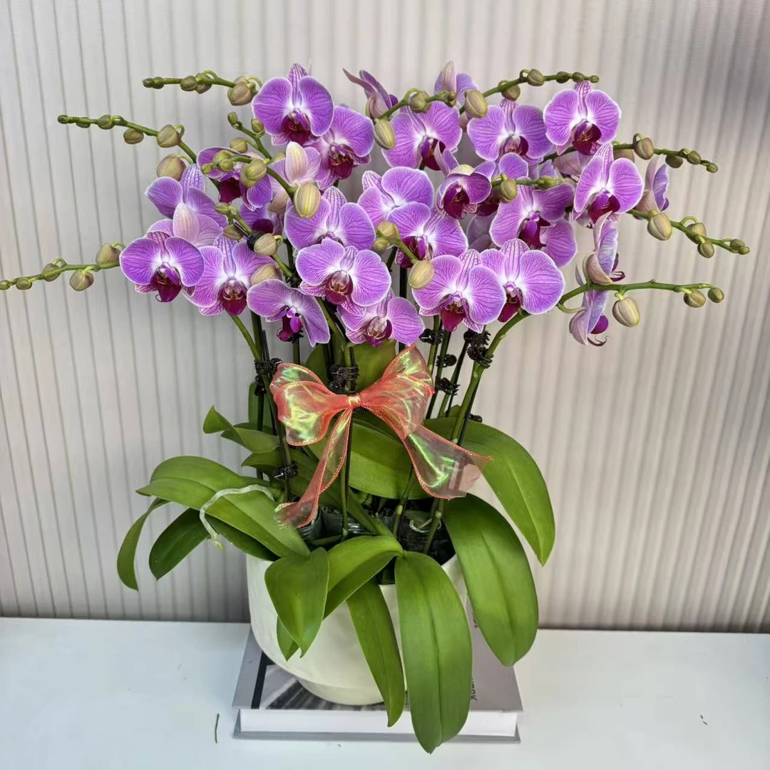 【安妮】蝴蝶兰  粉色中大花 四季花 室内花精品 源头基地直发