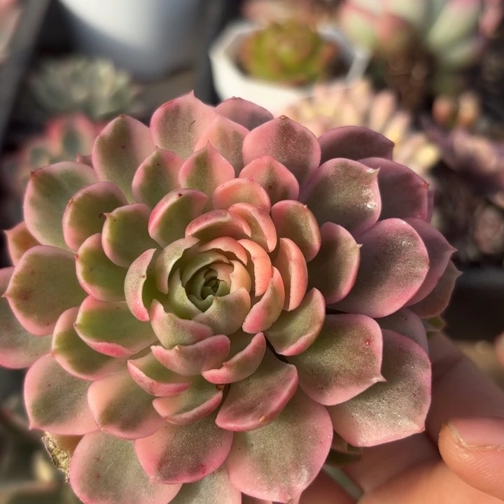 多肉植物满18包邮沙漠玫瑰锦