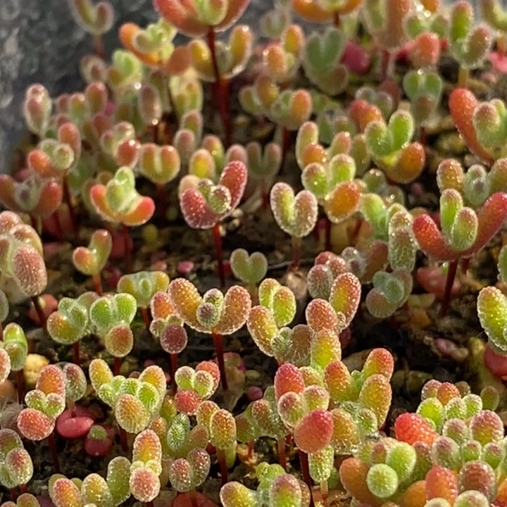 M***^243混合切糕。