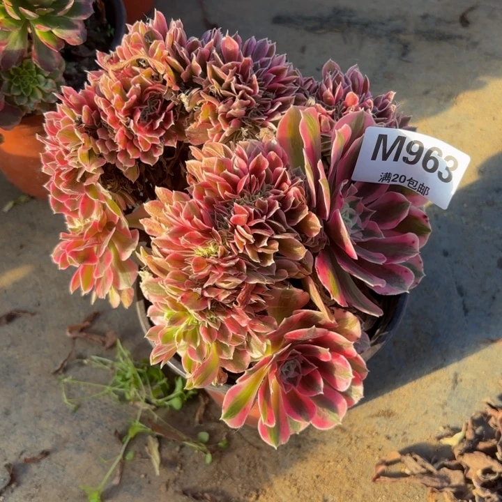 瑞妈，，。。。。。963女巫缀