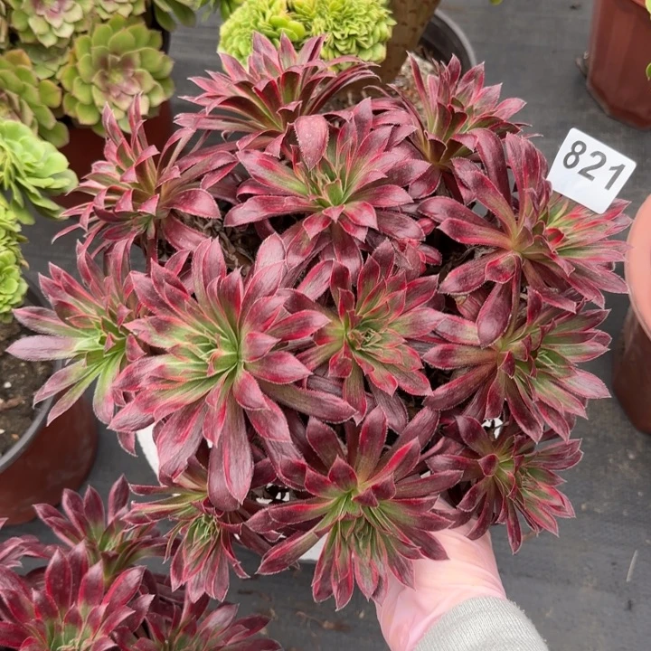 多肉植物孔雀821号