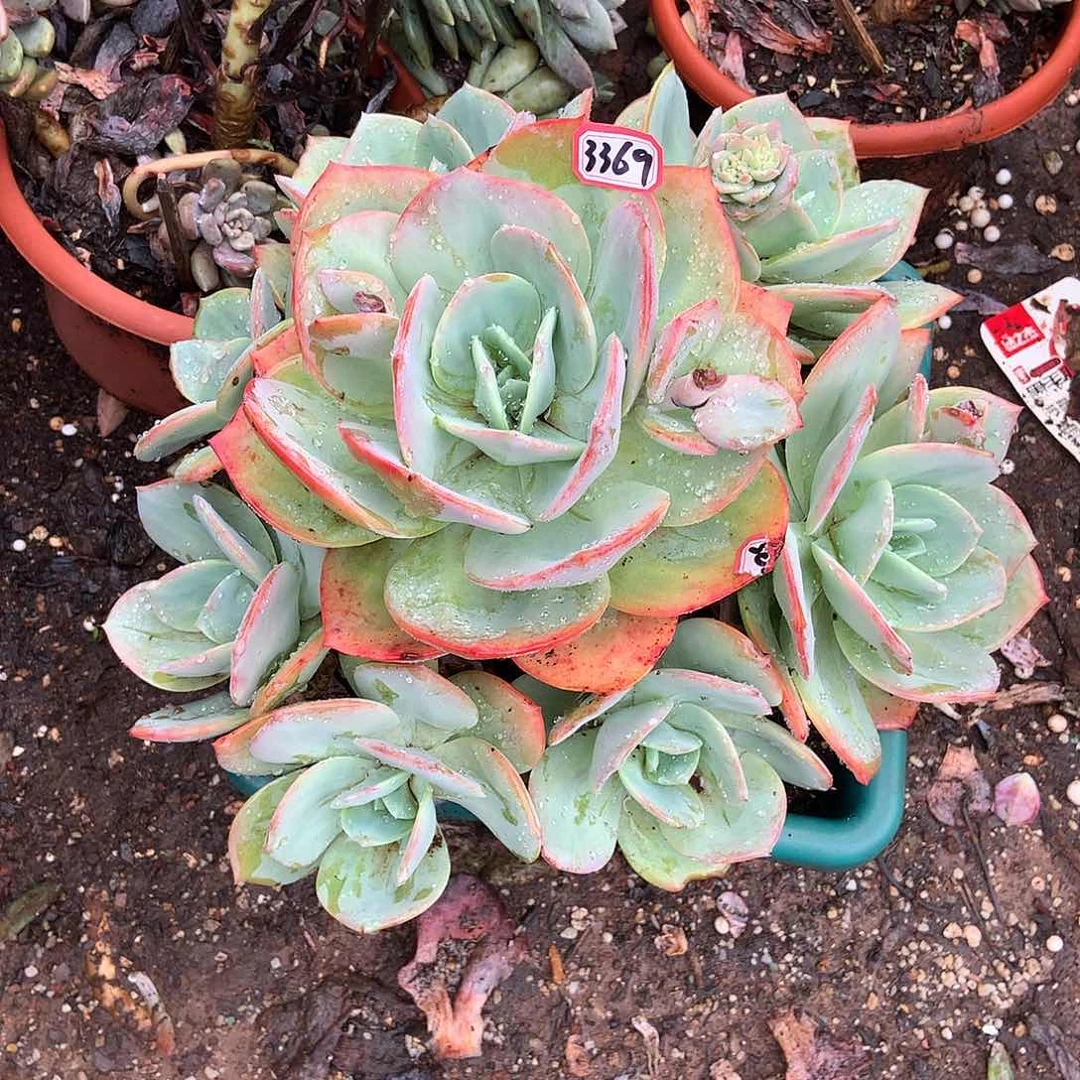 甜*血凤3369晓晓一物一拍