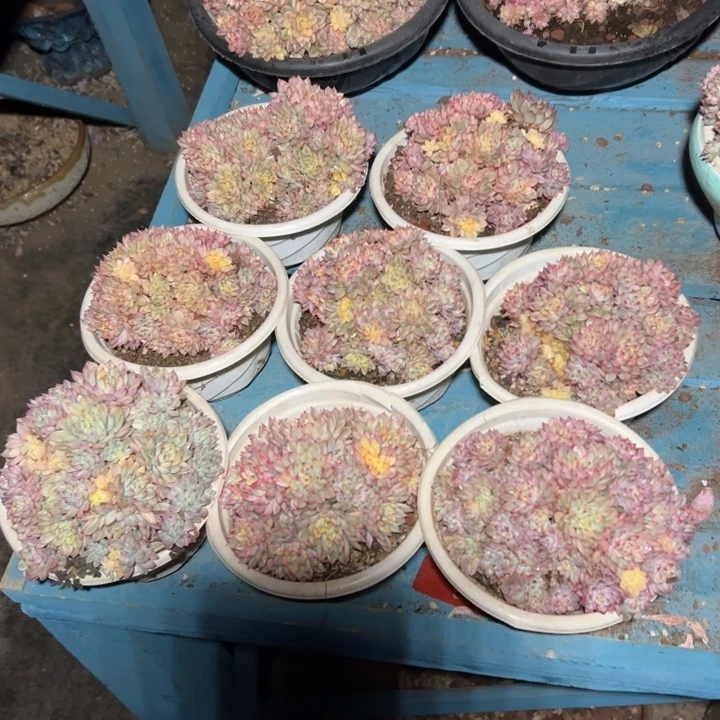 精品多肉植物老桩七彩女雏锦随机发一棵