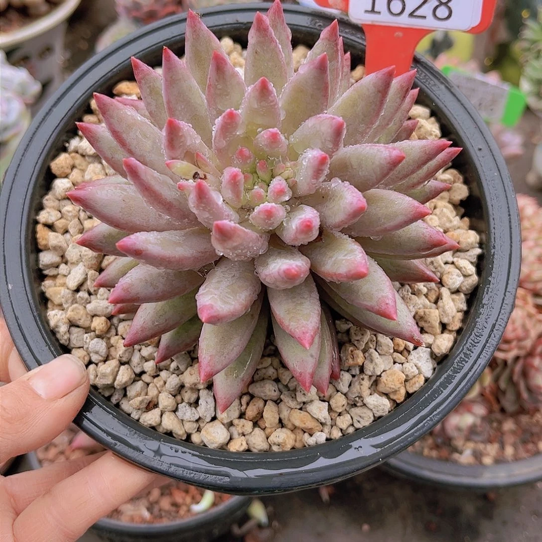 1628叠叶虞美人。