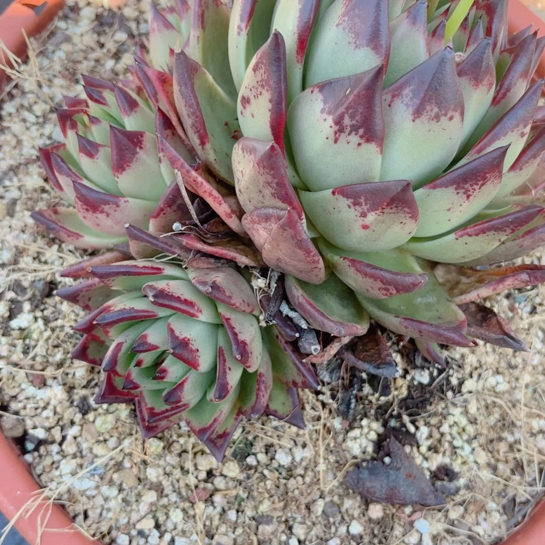 乌木群。               乌木