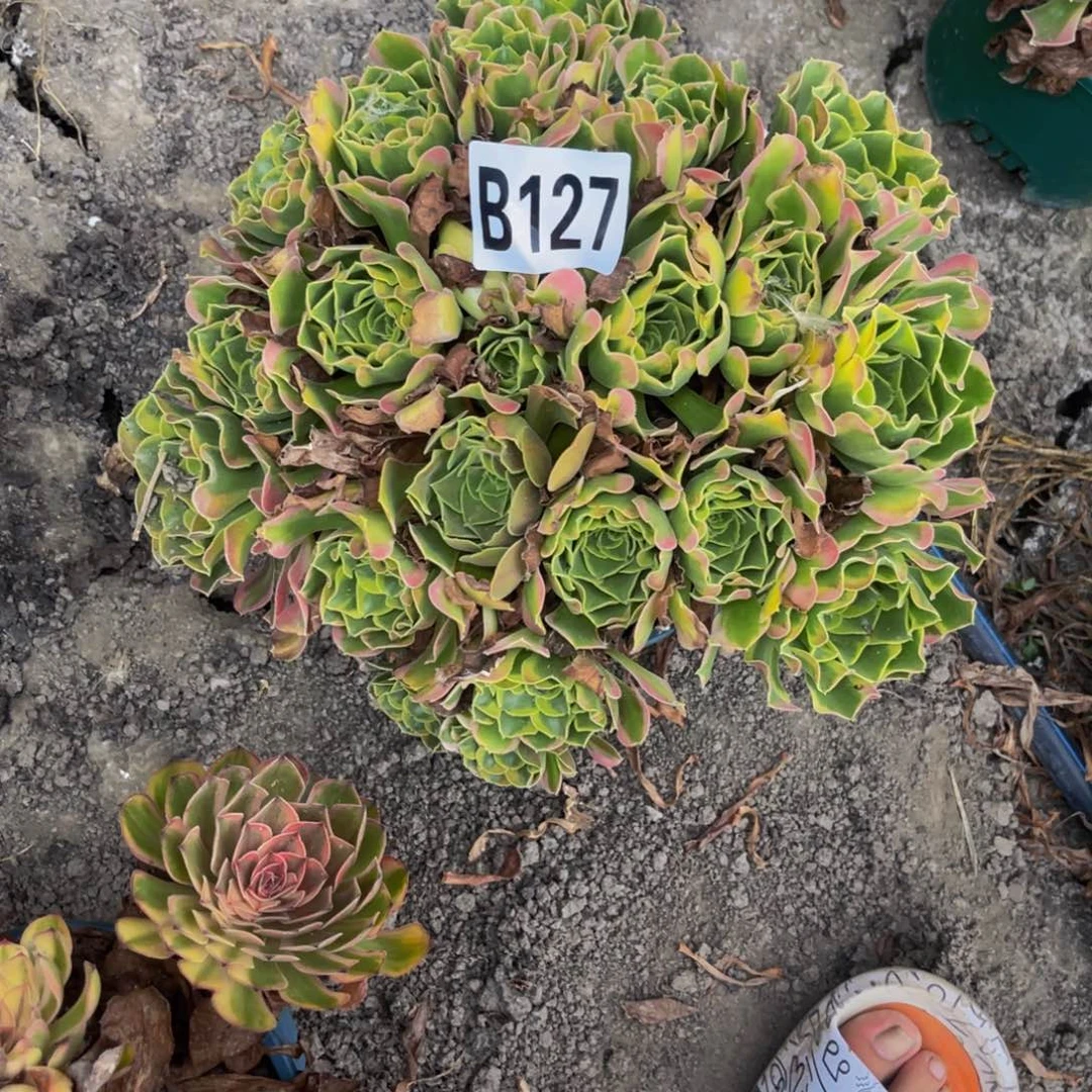 炫彩法师26///43包邮