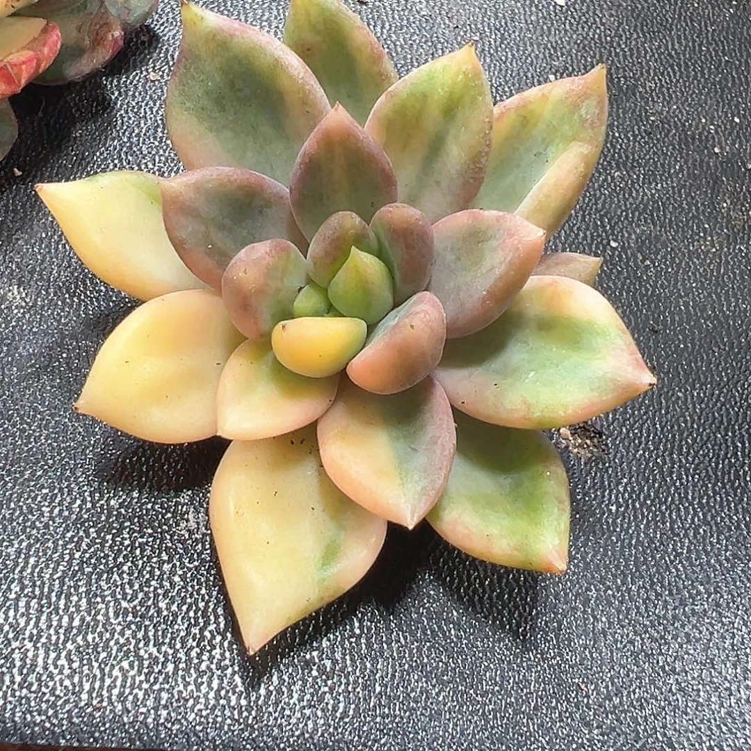 红象牙锦  小方花圃一物一拍