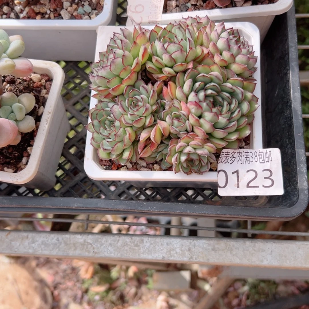 雨***霁无花朵多肉一物一拍植物0123