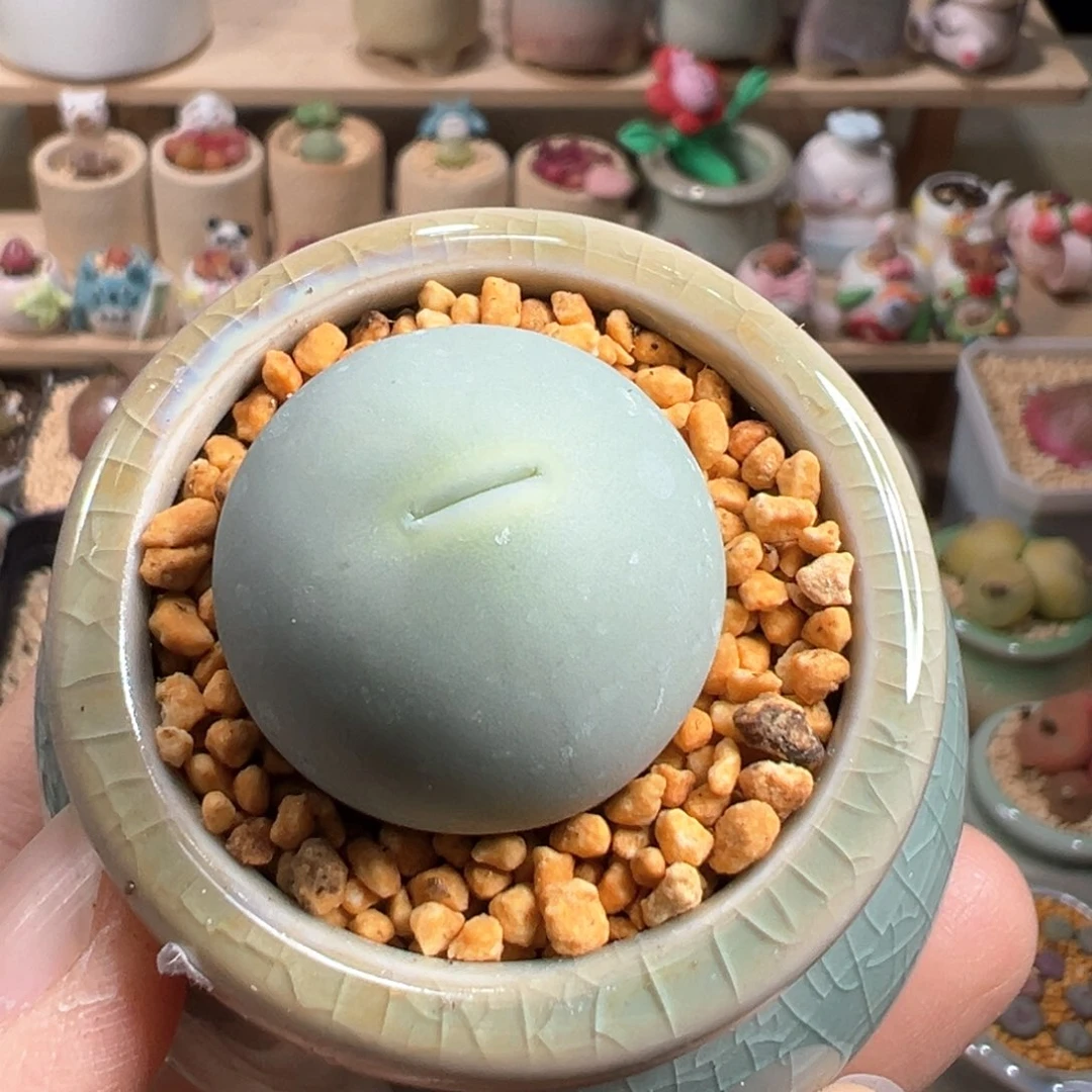 自**放多肉植物113号鸽子蛋