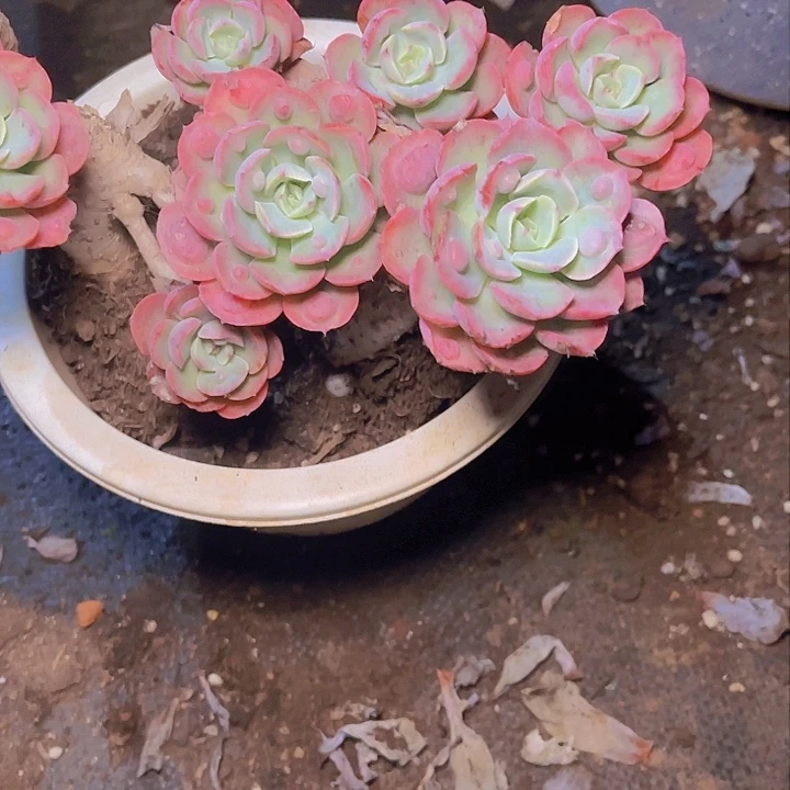 百****熬夜也有很深一步走完