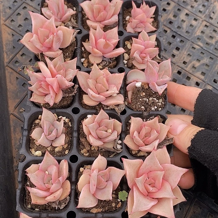 66 多肉植物盆栽花卉