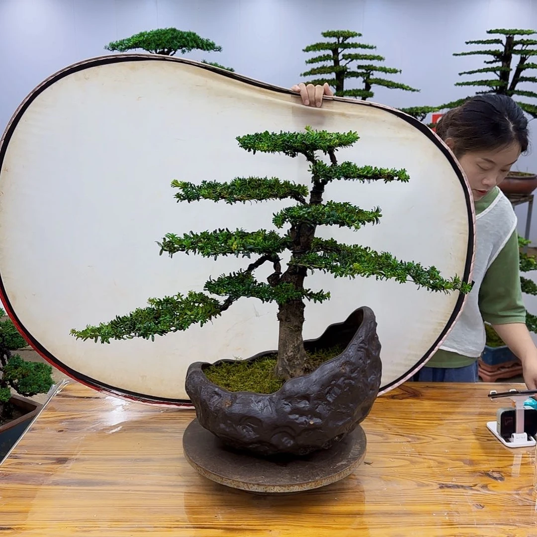 完全开放盆景直播间一物一拍