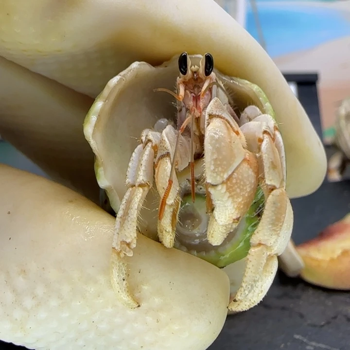 A10米黄 灰白1.4cm口径