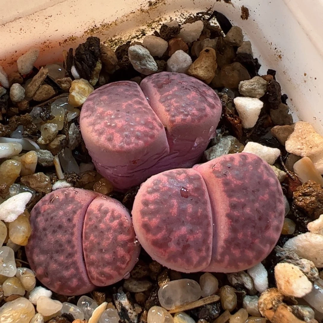 016多肉植物组合