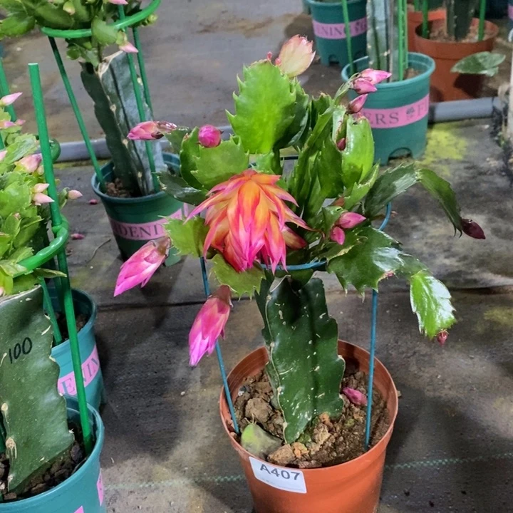 大部分花苞少量开放王*芳407嫁接083