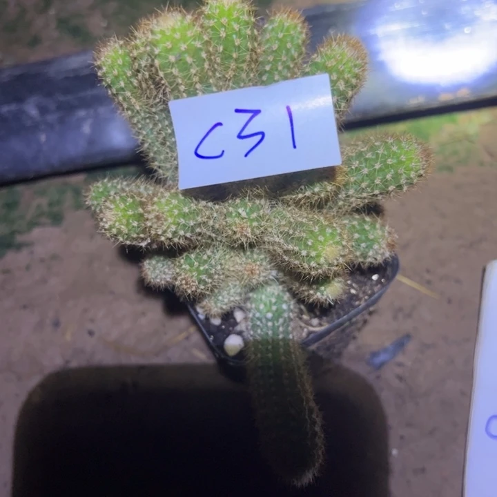 木***奶C31自根金妞克莱因35