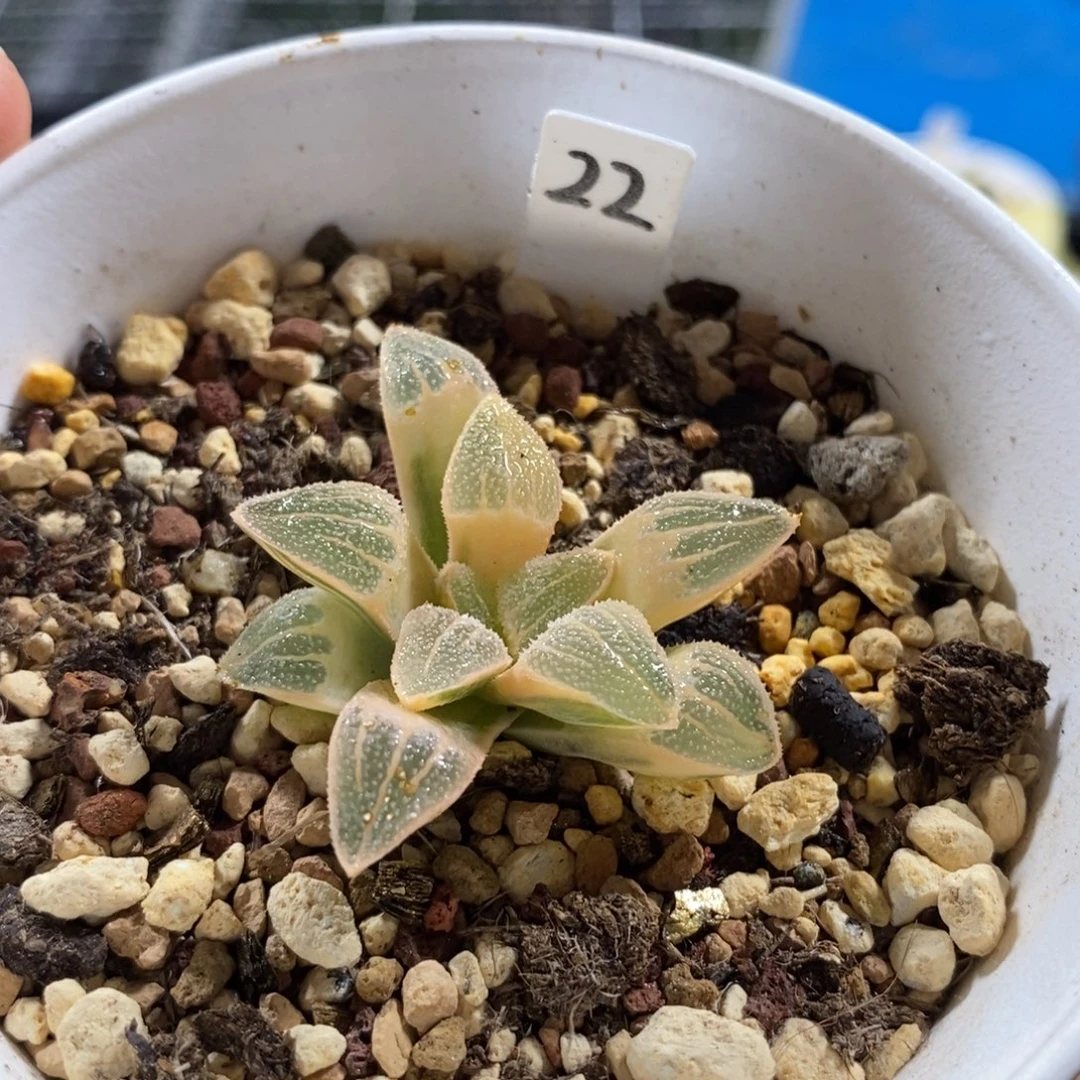 22实生湖斑磨面寿锦