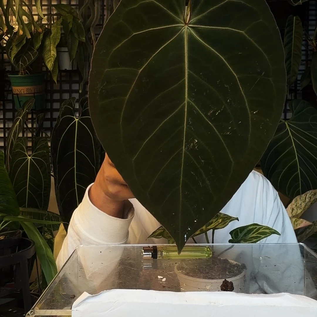 完全开放D88印尼戴斯杂黑桃