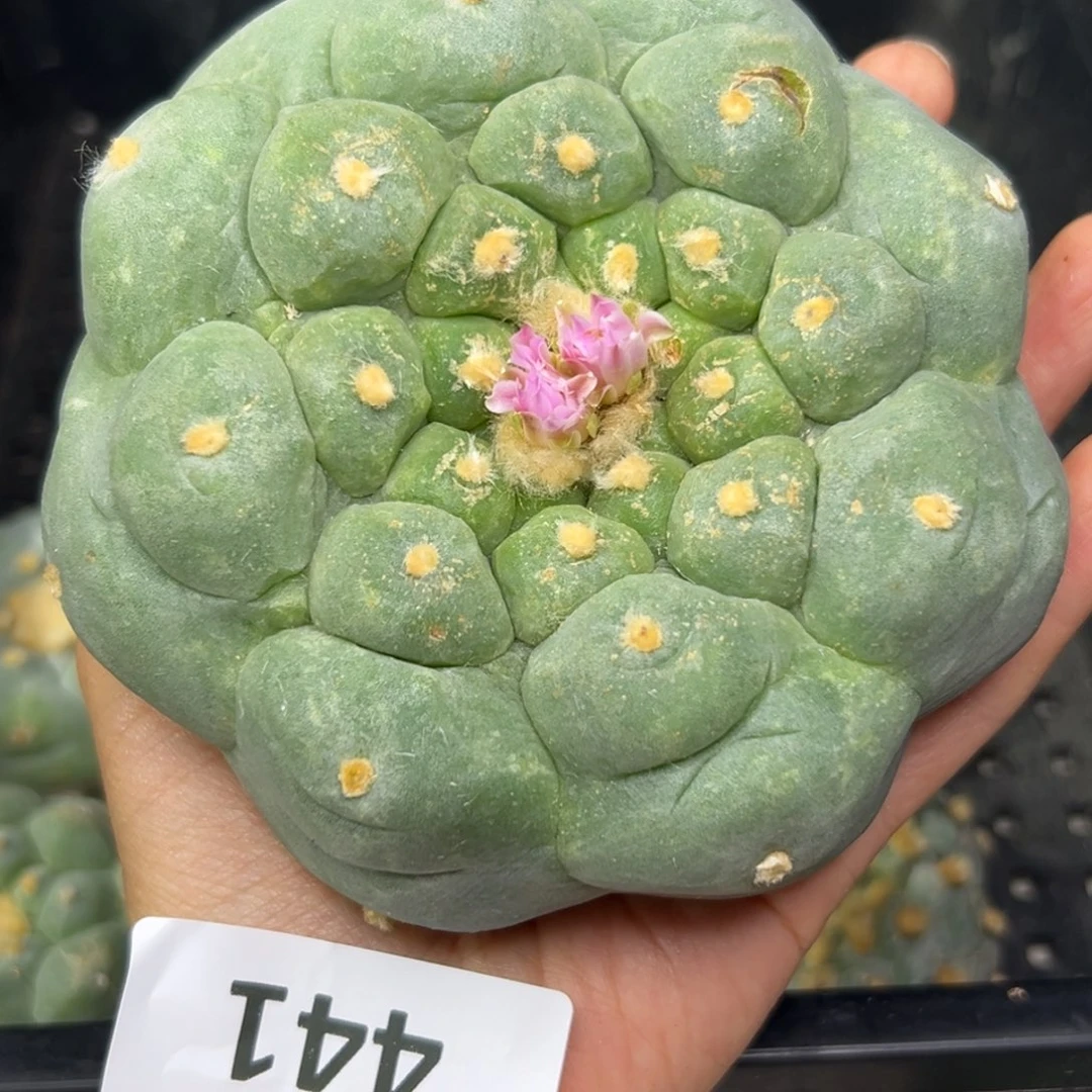 爱*者441 仙人球的海鲜 有根
