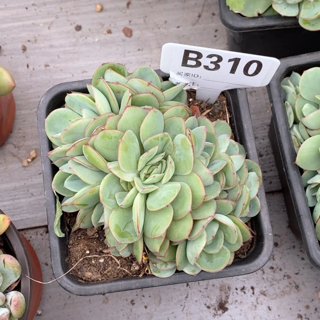 昭***愿310 牡丹亭朵朵哇哇哇