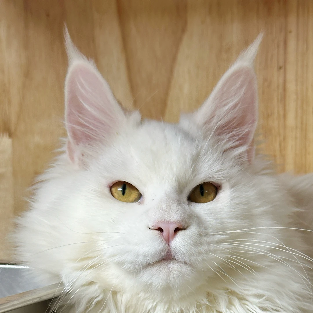 来了姊妹-纯白缅因猫-妹妹-YZ-02