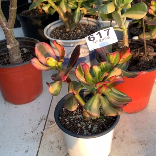 617卷叶脱土发货