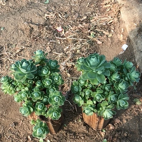 娟*娘山地玫瑰二棵多肉4