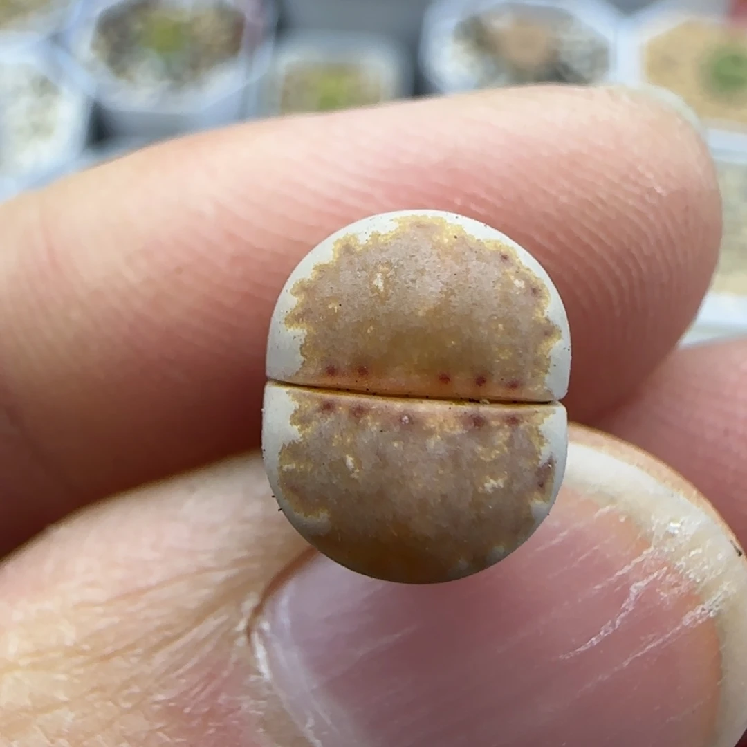 956饼干清框福利30包邮