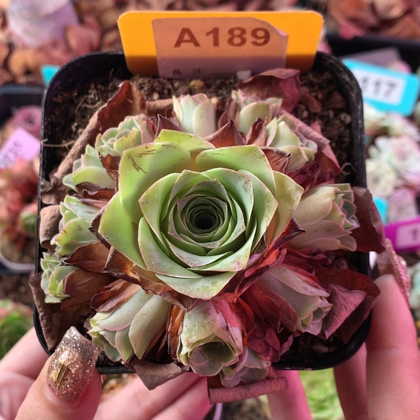 【闪购商品】福利189