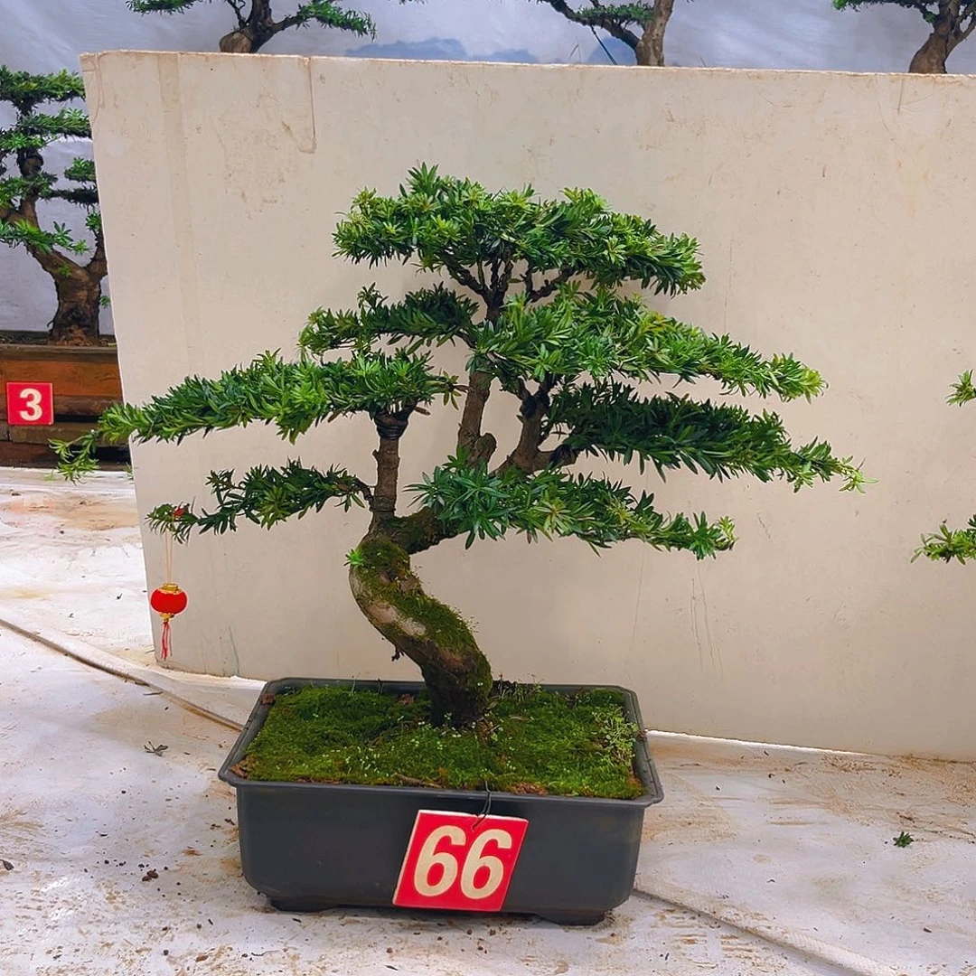 无花朵罗汉松盆景