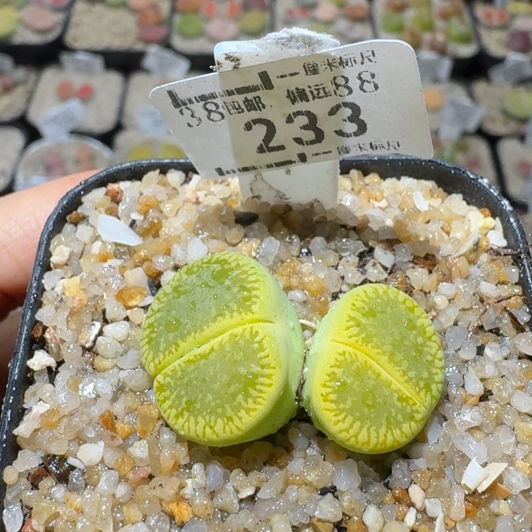 Sss精品清货价233