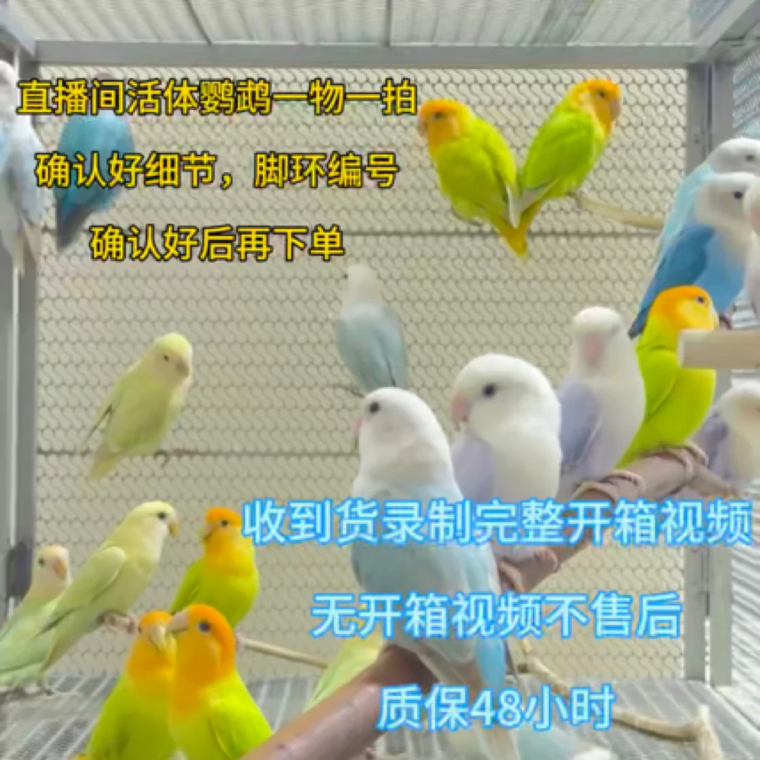 手养鹦鹉（直播间一物一拍）私拍不发货