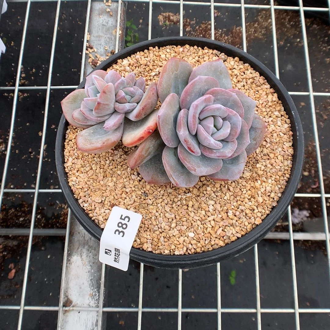 385奶茶多肉植物666