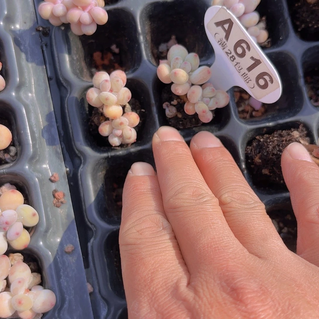 A616萤火虫两个一物一拍