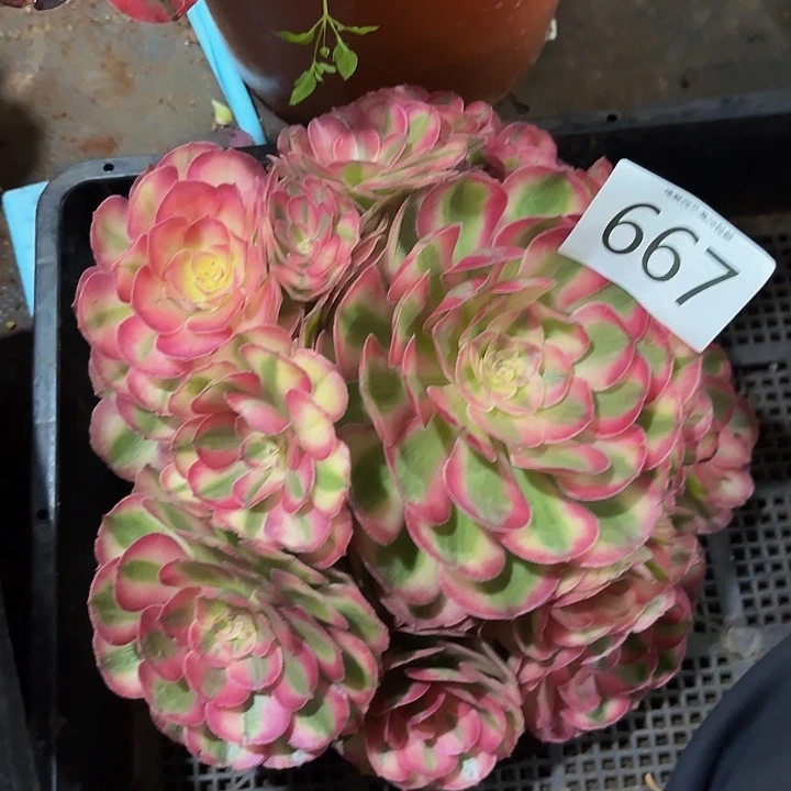 多肉植物荔枝667个
