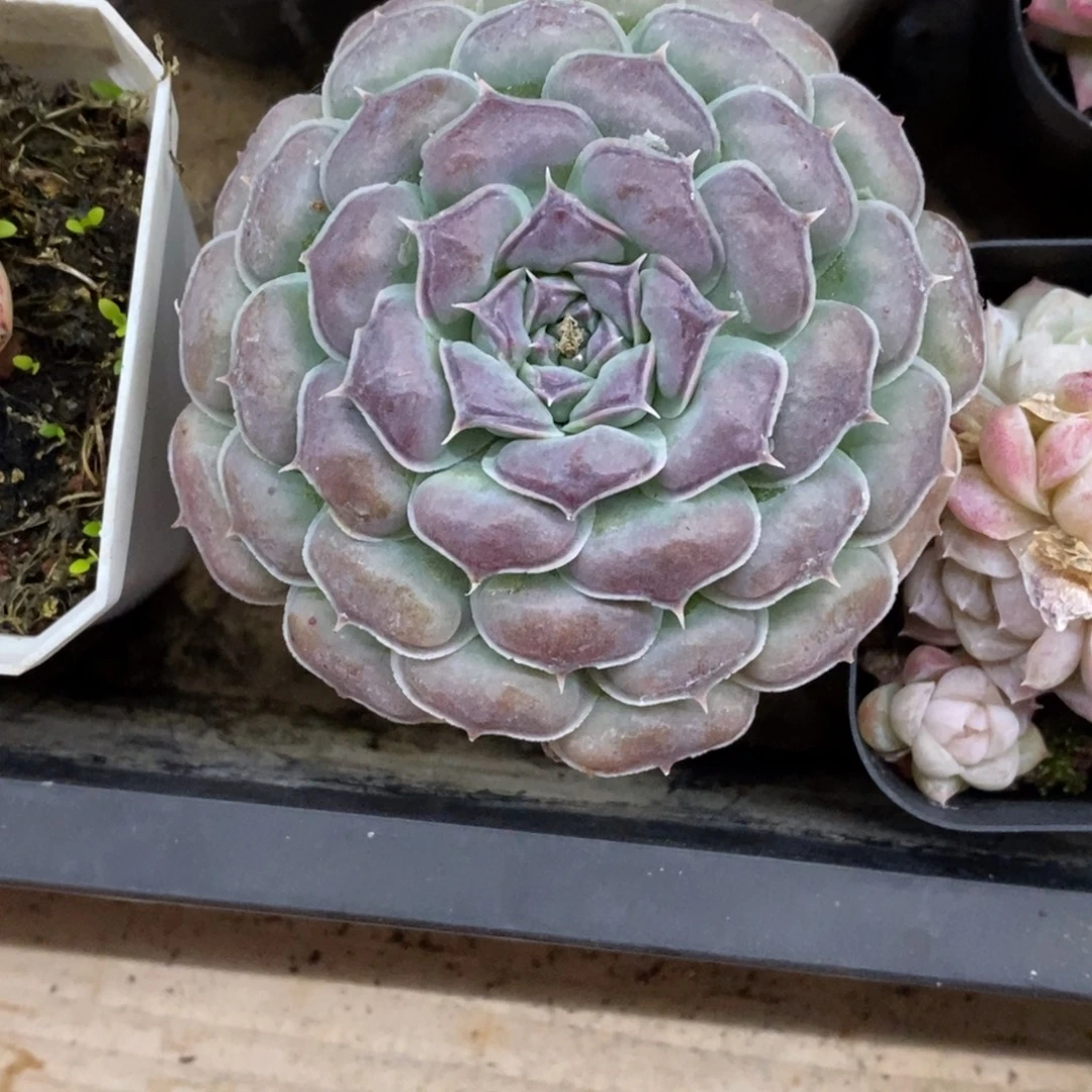 精品多肉一物一拍不包整363