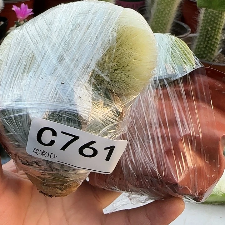 ?****?嫁接九尾狐缀化➕青蛇缀761