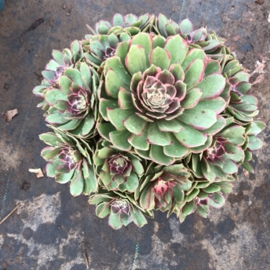 糖***吖无花朵粉花妖法师多肉植物637号