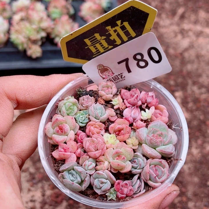 多肉植物多肉植物