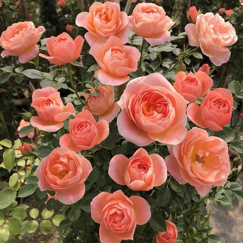 甜梦藤本月季蔷薇花苗阳台盆栽庭院好养爬藤植物抗寒耐热四季开花
