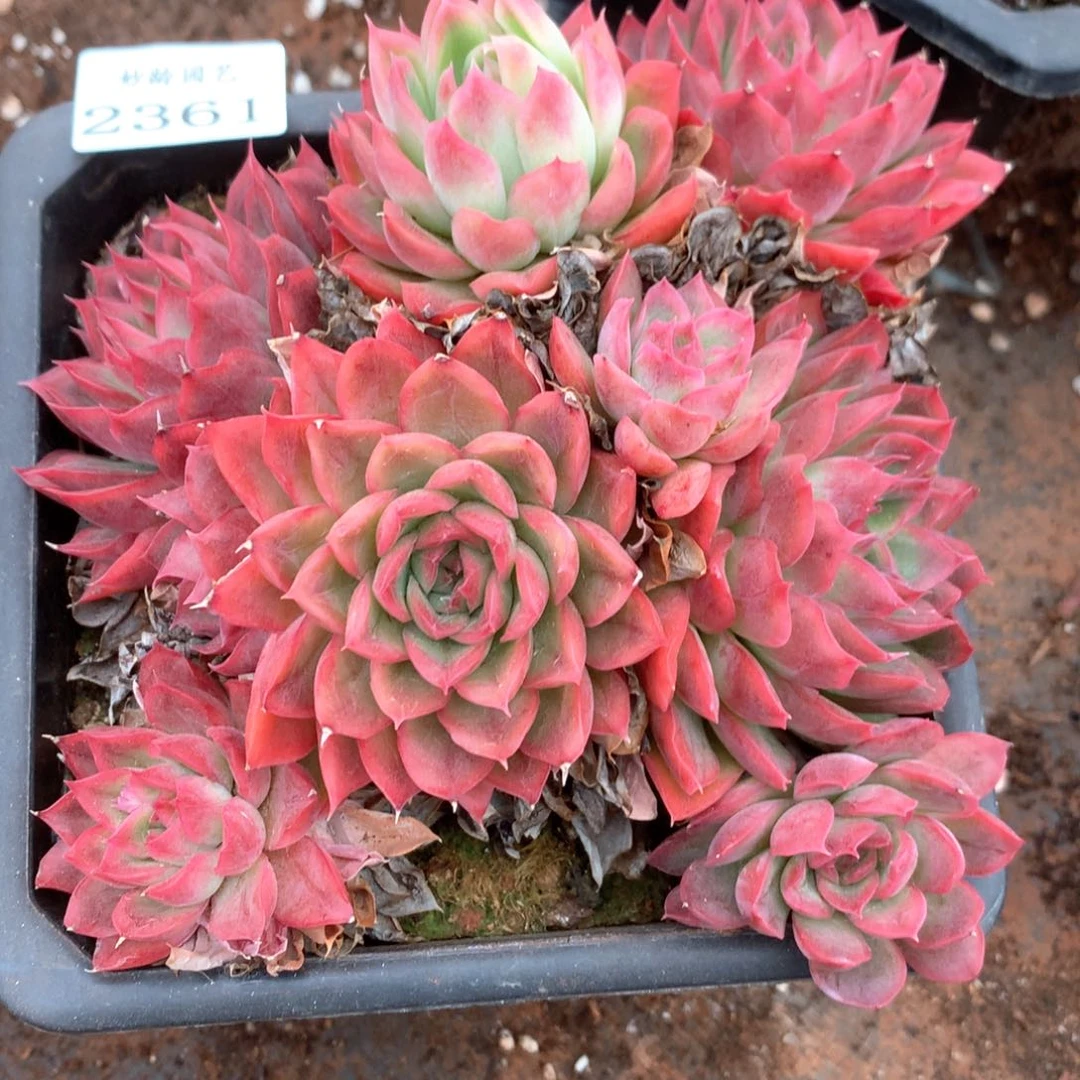 ℒ***?2361杂交多肉植物基地