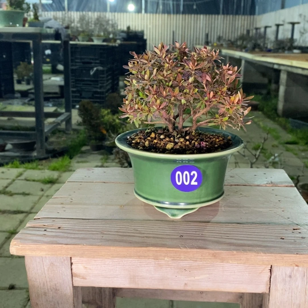 红陶迷****走红红火火过大年002