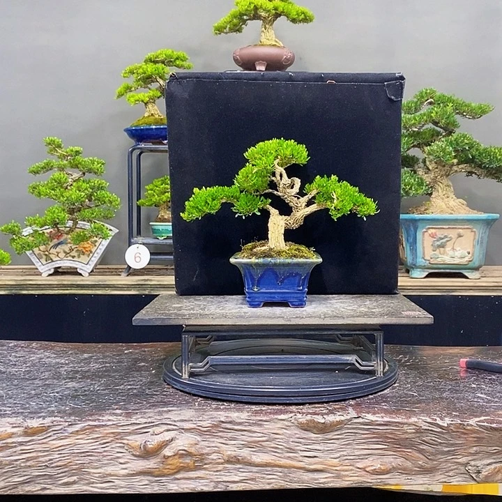 无花朵黄杨盆景四季常青