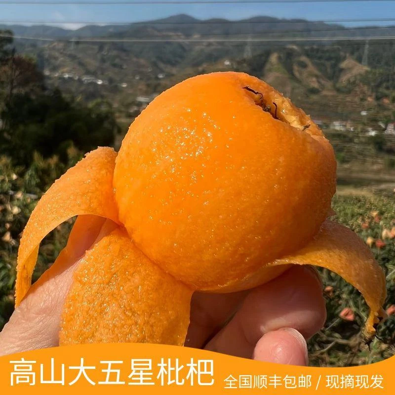 【送礼拍】【顺丰速运】果王四川汶川高山大五星枇杷新鲜现摘应季水果