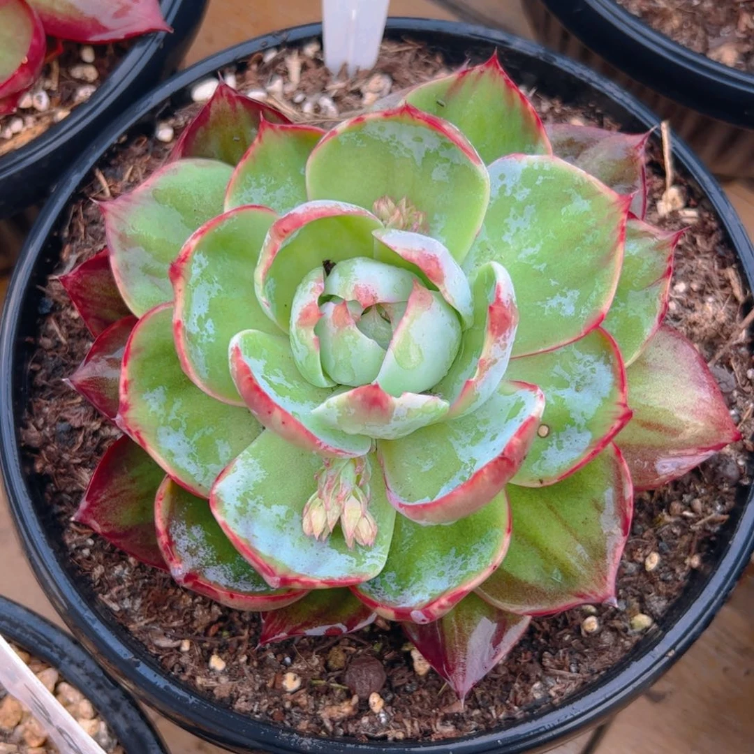 嘟****里惊鸿仙子一物一拍5113号