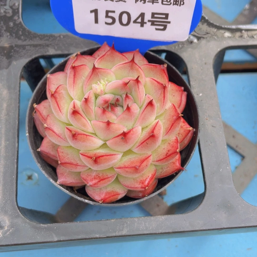 1504号 边线女王单头一个m