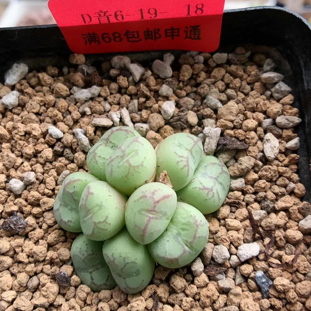 【闪购商品】6-19-18 猴脸一群