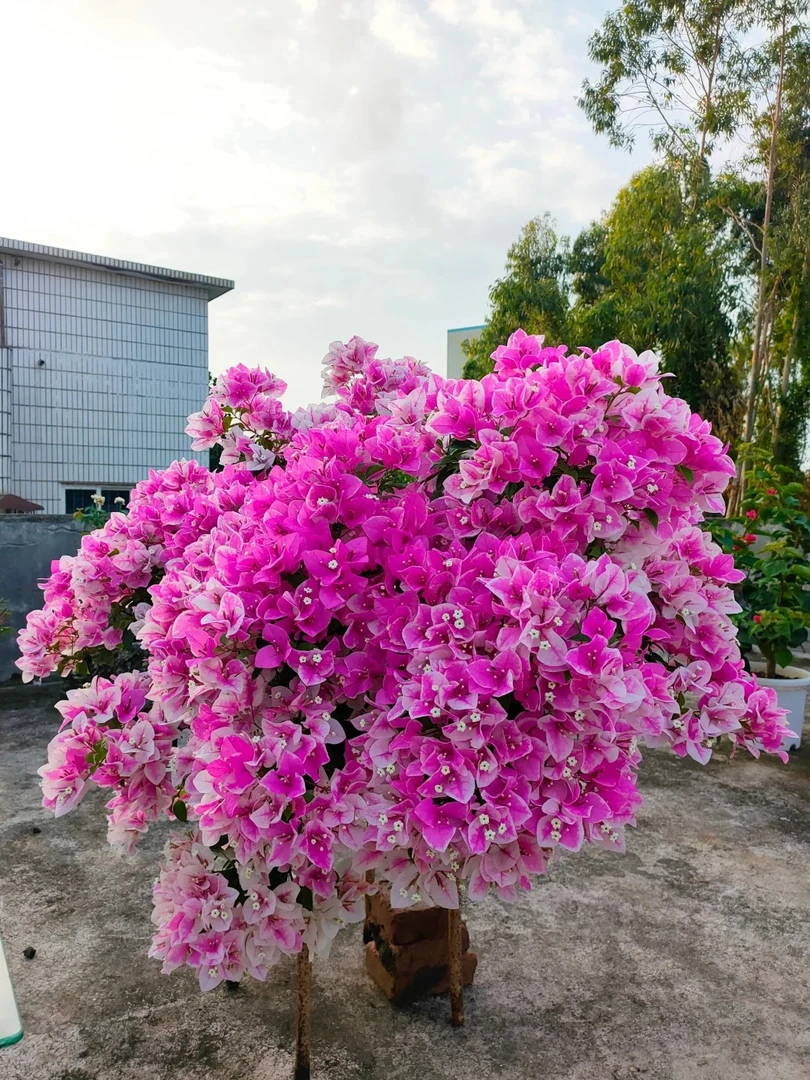 【漳红樱】掉花掉叶是正常的介意勿拍昆明基地直发阳台庭院地载盆栽