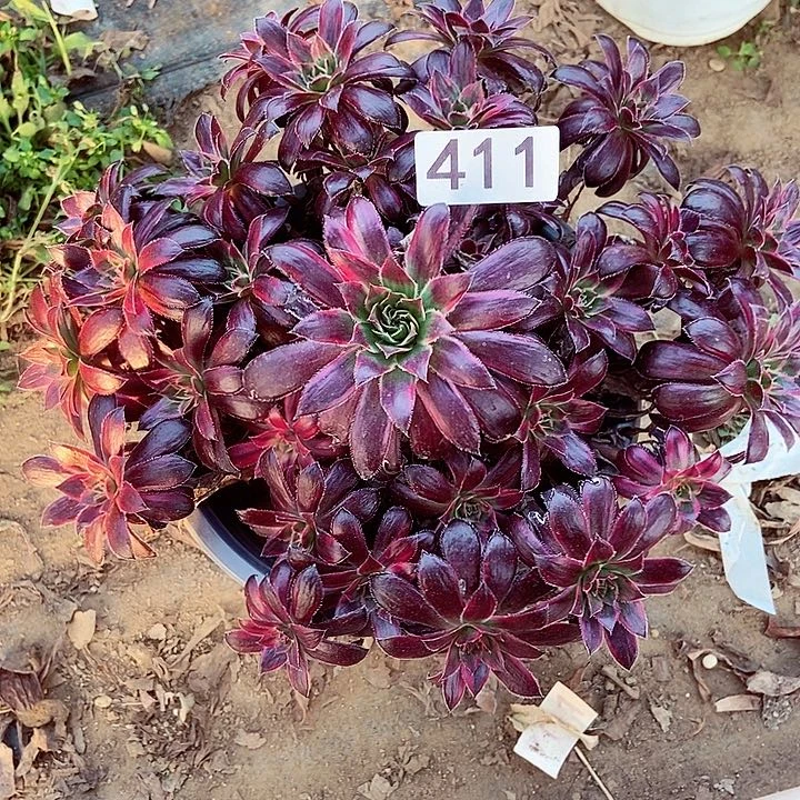 孔雀锦多肉411多肉不包断