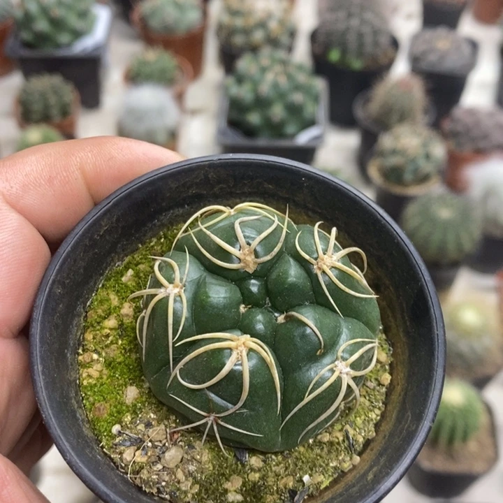 高木海王五棱特价